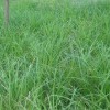 青绿苔草出售-供应山东优惠的青绿苔草