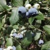 蓝莓批发哪家好-辽宁蓝沃农业科技供应报价合理的蓝莓