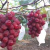 辽宁浪漫红颜葡萄苗-好种植的浪漫红颜葡萄苗出售