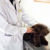 动物医院排行榜-吉林资深的动物医院