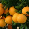 南宁橘子代销-价格划算的广西海吉星水果批发上哪买
