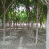 济南五角枫供应商|品种好的天行苗木出售