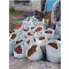 内蒙古大榛子树苗-在哪能买到高质量的大果榛子苗