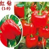 五彩椒种子研发-久尚农业科技专业批发五彩椒种子