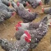 营口芦花鸡价格|锦州兴合优惠的芦花鸡雏供应