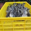 贵州鸭苗供应商-物超所值的广西南宁西洋鸭苗就在跃龙禽苗孵化
