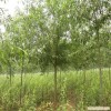 美国竹柳加盟-供应江苏价格合理的美国竹柳