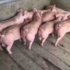 猪苗供应-莒南金帝养殖优惠的仔猪供应