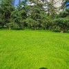 环保草坪价格-品种好的环保草坪推荐