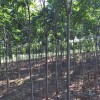 海南栾树-想要易成活的栾树就来茅山镇凌家园苗业种植基地