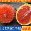 福农鑫果苗_优良血橙苗供应商-血橙苗品种种植基地
