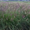 紫穗狼尾草基地|为您推荐划算的紫穗狼尾草