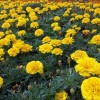 内蒙孔雀草-口碑好的孔雀草就在美都花卉