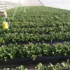 哈尔滨草莓苗|供应辽宁有品质的草莓苗
