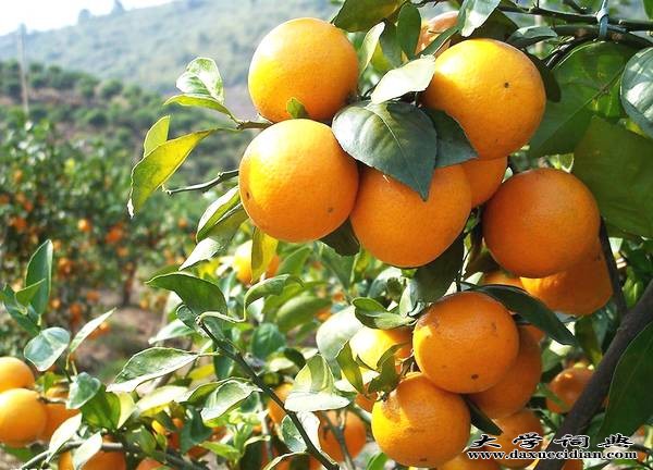 柑橘有机肥