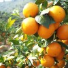 广西柑橘有机肥-口碑好的柑橘有机肥就在肥源