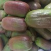 软枣猕猴桃多钱一斤-哪里有供应软枣猕猴桃繁育基地