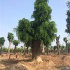 皂角树种植-超值的大型皂角树出售