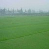 辽宁护坡种子-质量好的防尘草种推荐