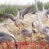 大雁养殖基地_蚌埠区域具有口碑的大雁基地