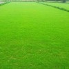 供应宁夏实惠的银川草坪-银川绿化草坪