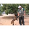 漳州训犬|泉州哪里有提供靠谱的训犬培训
