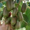 软枣猕猴桃价格-哪里能买到品种好的软枣猕猴桃