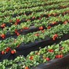 草莓鲜果苗-口碑好的草莓苗优选东港圣德伯瑞农业技术开发