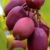 朝阳软枣猕猴桃种植技术|辽宁优良软枣猕猴桃种植批发