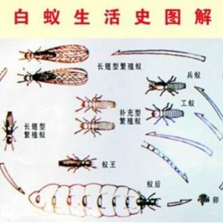 福州白蚁防治-可靠的白蚁防治嘉信白蚂蚁防治提供