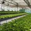 云南花卉种植温室大棚-专业的温室大棚恒温厂家推荐