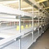 鸡鸭两用笼-益农养殖设备高质量的鸡鸭两用笼出售