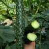 黑龙江锦绣21强雌黄瓜品种-买黄瓜种子就到泰和锦绣种业
