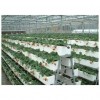 垂直绿化种植槽厂家-潍坊知名的草莓种植槽供应商推荐