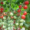大粉果西红柿种子-潍坊西红柿种子专业供应商