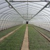 苗木园林温室建造-称心的单拱蔬菜大棚推荐