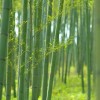 翠竹基地-想要品质好的翠竹就来宏胜花卉苗木