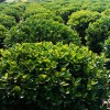 大叶黄杨球供应厂家|成活率高的造型树出售