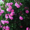 江西蔷薇-地邦农业有品质的蔷薇