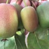 软枣猕猴桃树苗哪家好-销量好的软枣猕猴桃树苗出售