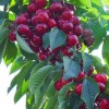 海吉星水果代购代销|哪里能买到品质可靠的广西海吉星樱桃批发