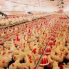 青海养鸡自动料线-优惠的水线料线价位