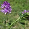 紫花苜蓿价格-优惠的紫花苜蓿哪里有供应