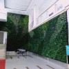 奕臻园林景观_优良绿植墙供应商-郑东新区无病虫害的绿植墙