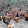 生态土鸡-供应潍坊有品质的生态土鸡
