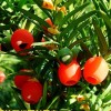 曼地亚红豆杉图片-病虫害低的曼地亚红豆杉出售