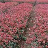 红叶石兰厂商代理-大量供应优惠的红叶石兰