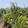 河北东江湖柑桔价格-想要品种好的东江湖柑橘就来秀流柑桔专业合作社