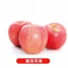山东苹果加工-康德果蔬供应实惠的苹果