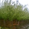 乔木价格-兴隆苗木种植专业供应紫叶稠李